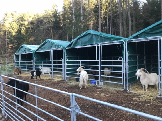 Unsere Ziegen jrtzt im sicheren Hort